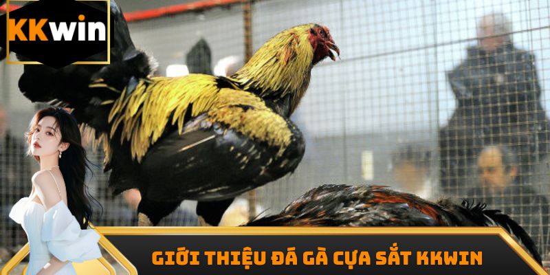 Giới thiệu đá gà cựa sắt Kkwin
